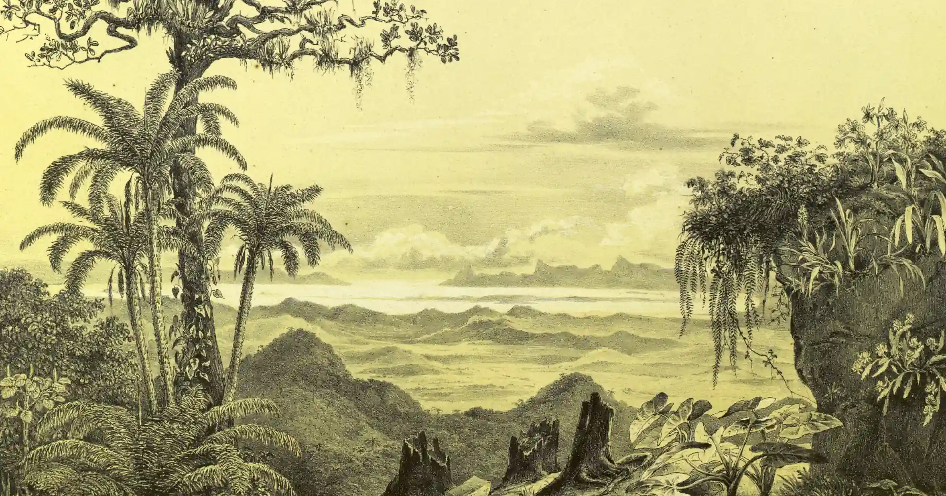 foto-rape-manzanilla-contenido-1920px